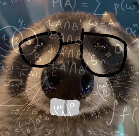 Very Math Raccoon
